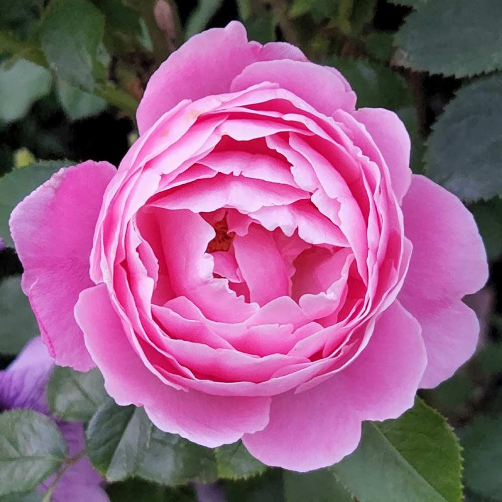 Amazon.com : Heirloom Roses Live Fragrant Rose Plant - Sister